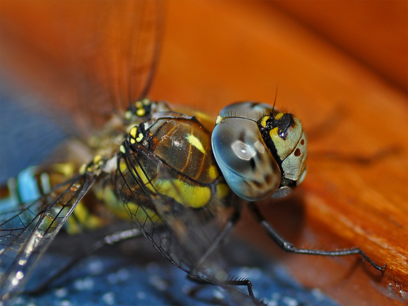 Libelle in der Küche