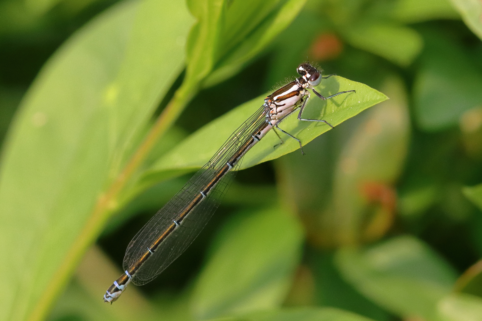 Libelle in der Ligusterhecke