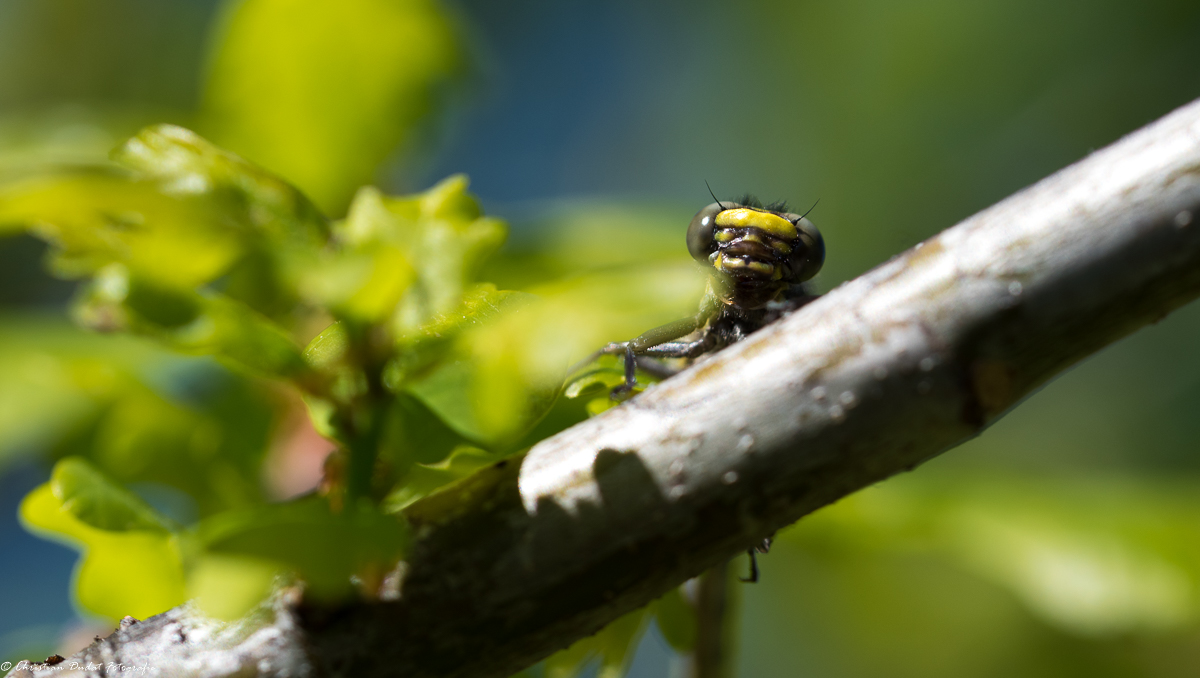 Libelle in der Mittagssonne-2131