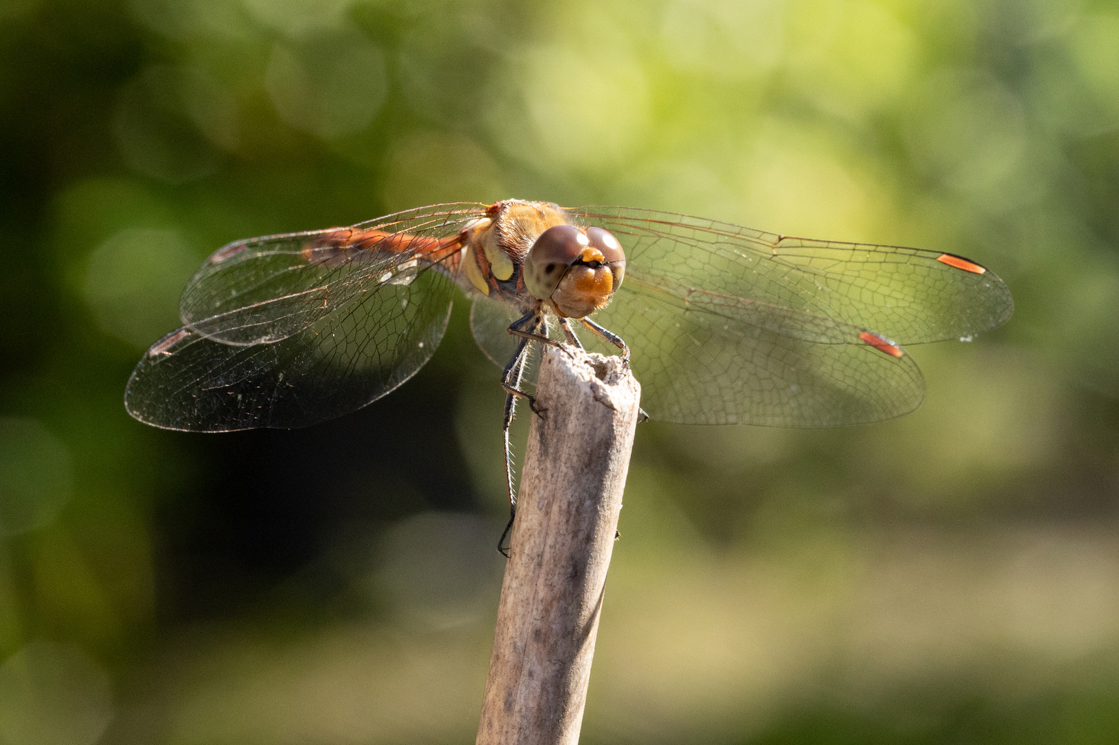 Libelle in der Mittagssonne