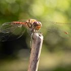 Libelle in der Mittagssonne