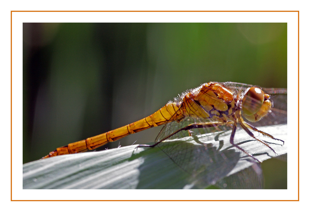 Libelle in der Morgensonne