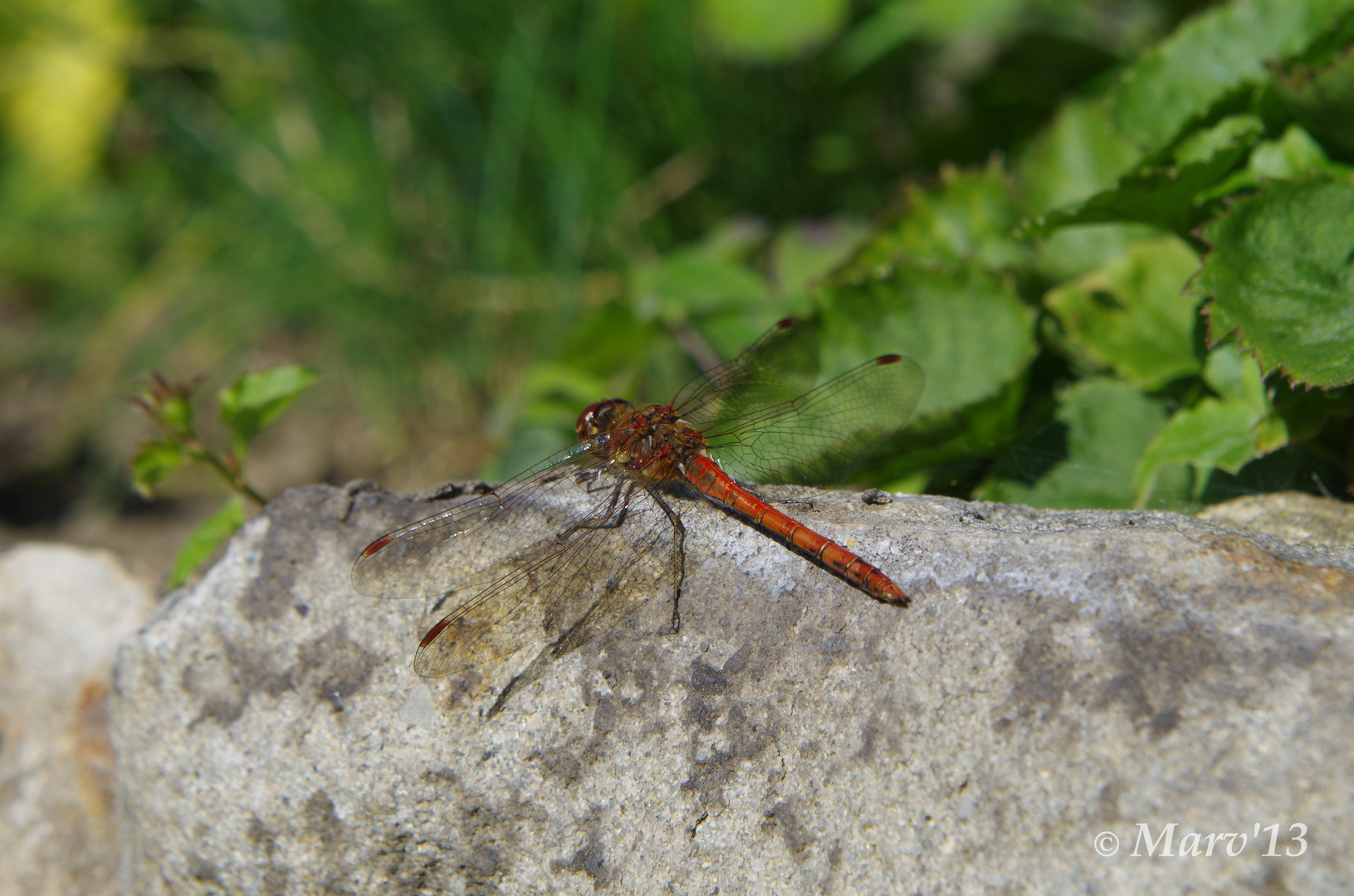 Libelle in der Morgensonne