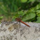 Libelle in der Morgensonne