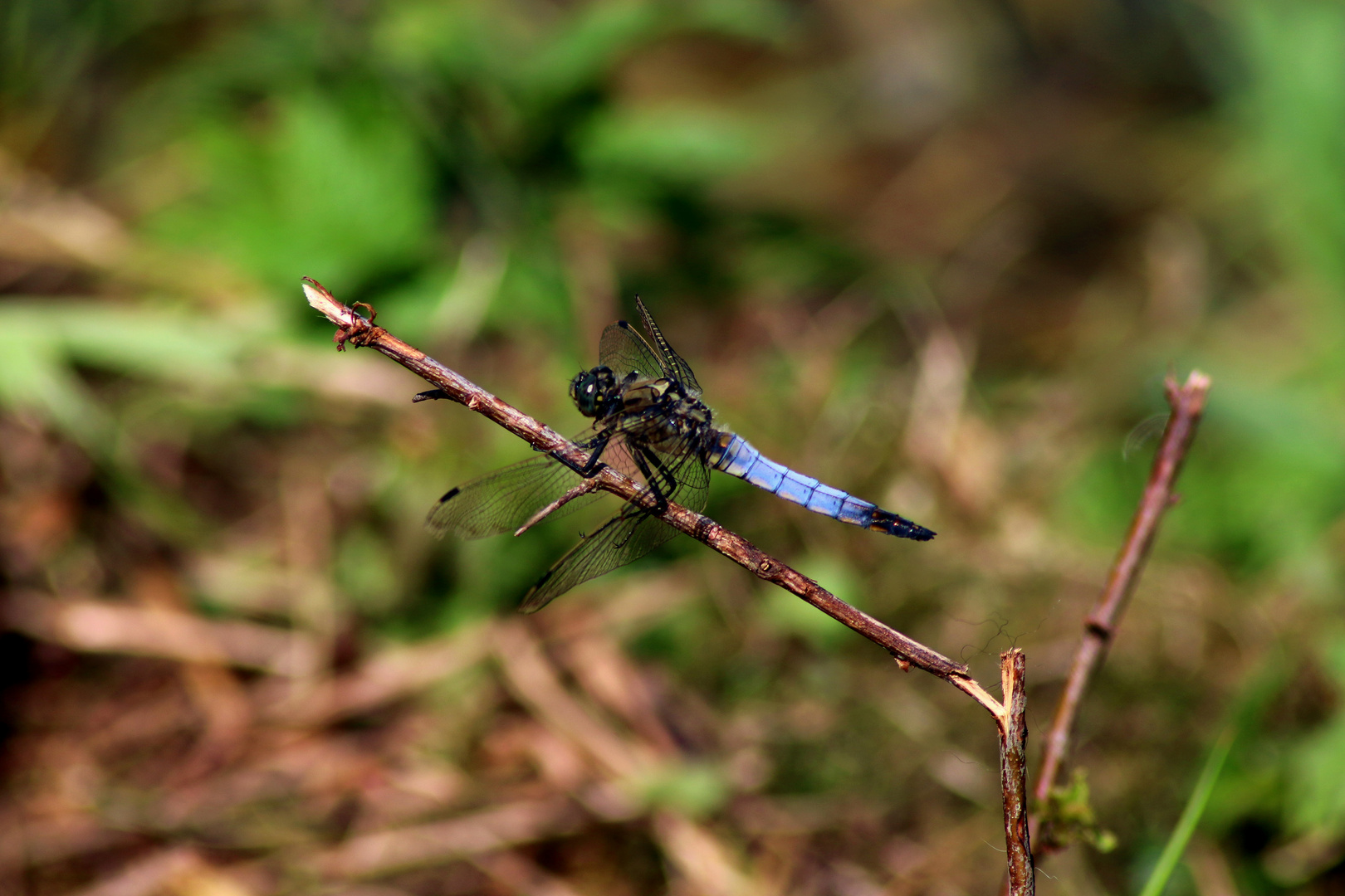 Libelle in der Morgensonne