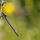 Libelle in der Morgensonne