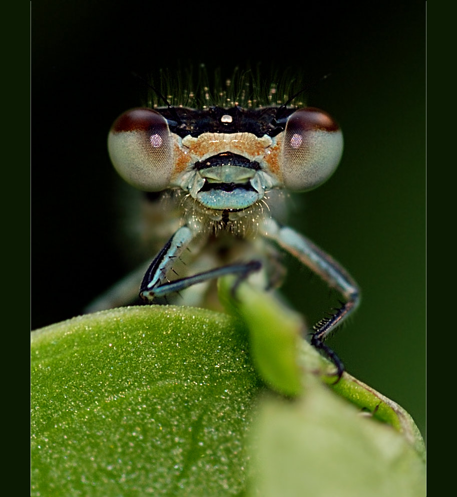 Libelle in der Nacht