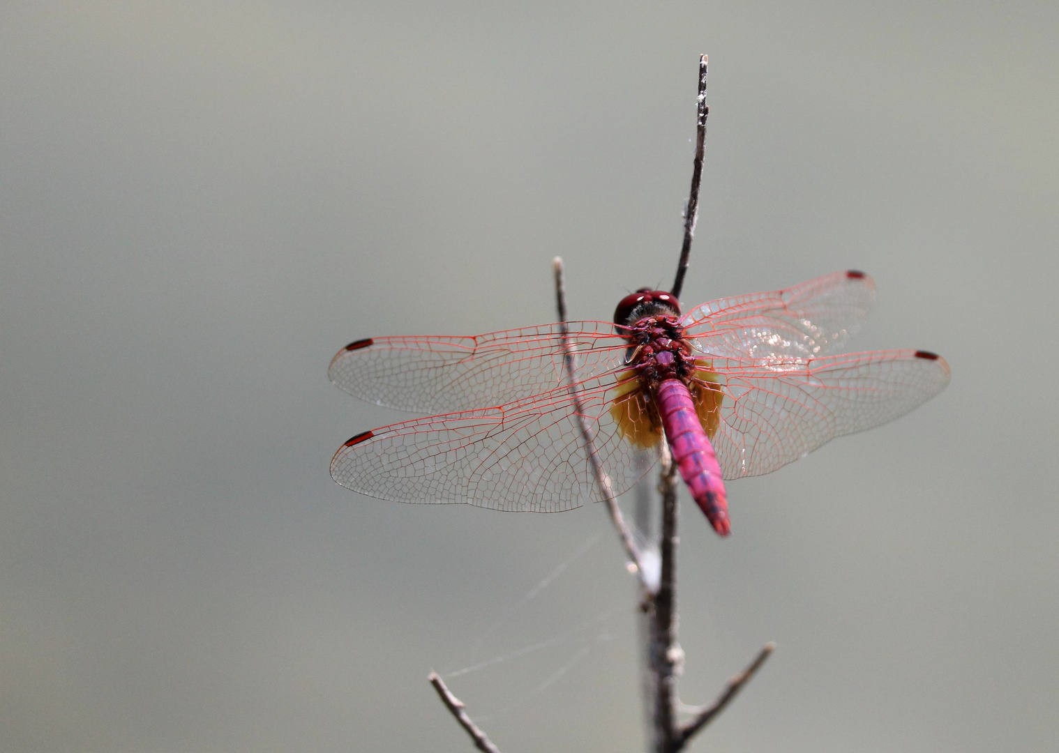 Libelle in der Provence