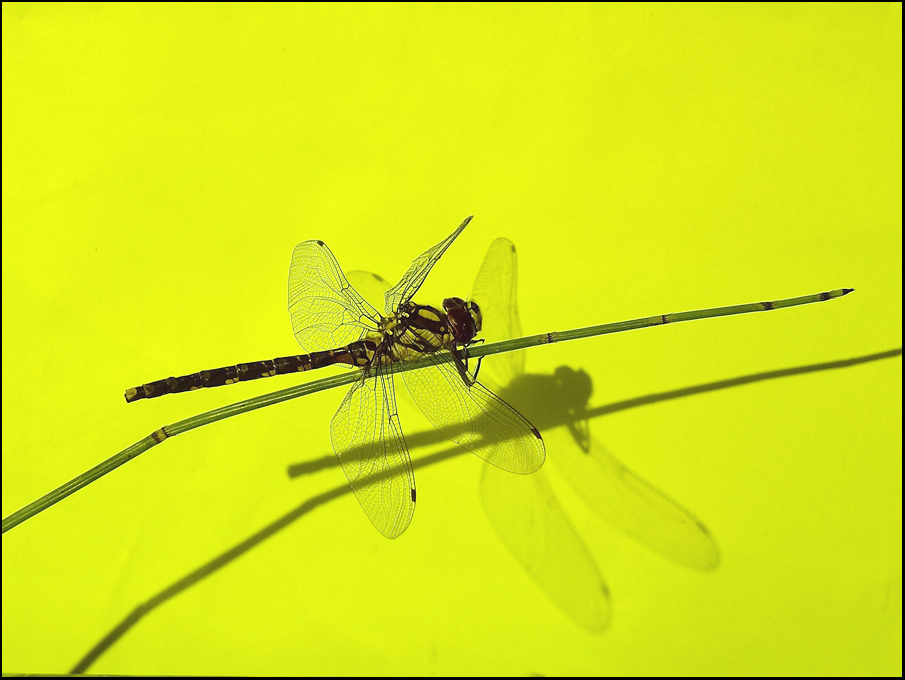 Libelle in der Septembersonne