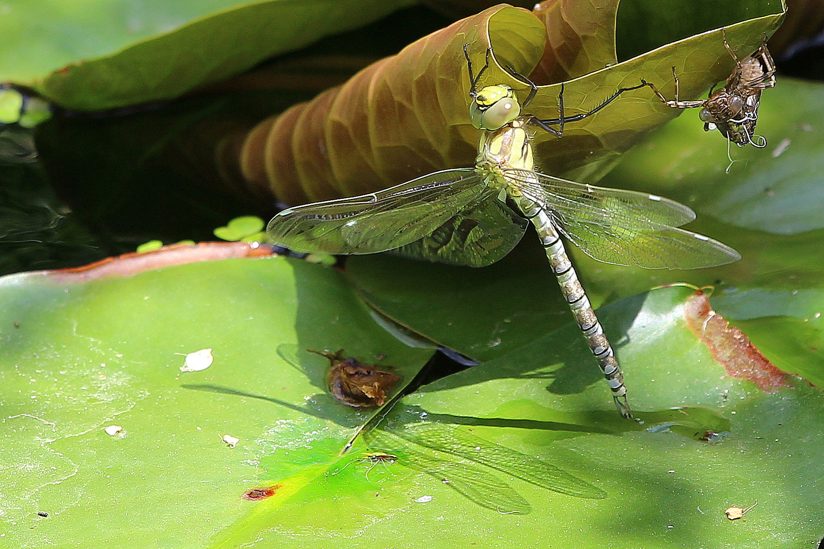 Libelle in der Sonne