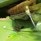 Libelle in der Sonne