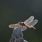 Libelle in der Sonne