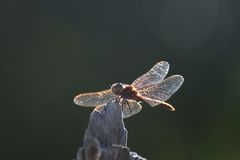 Libelle in der Sonne