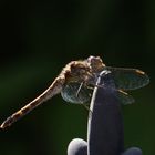 Libelle in der Sonne