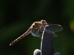 Libelle in der Sonne