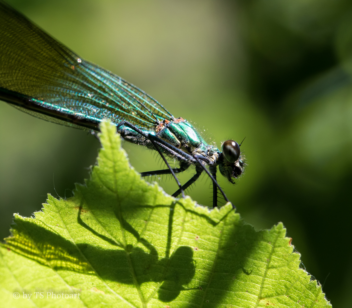 Libelle in der Sonne