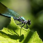 Libelle in der Sonne