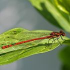 Libelle in der Sonne