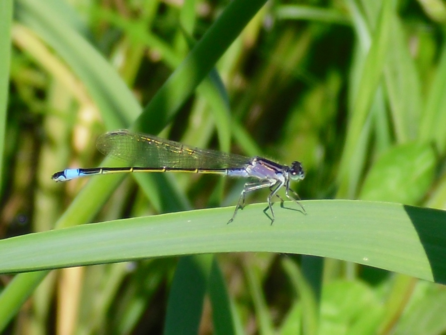 Libelle in der Sonne