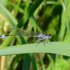 Libelle in der Sonne