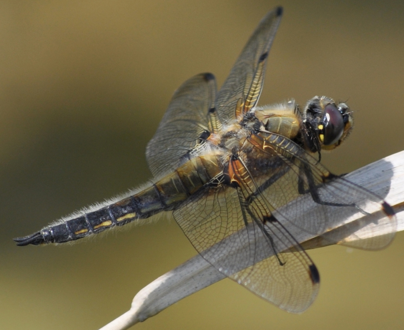 Libelle in der Sonne