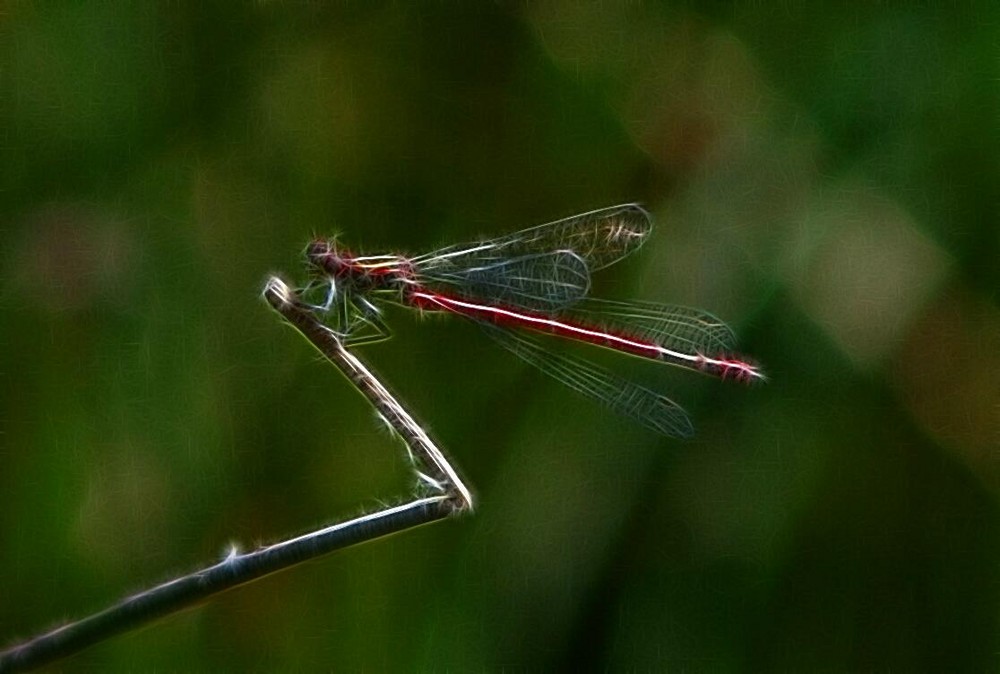 Libelle in der Sonne