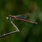 Libelle in der Sonne