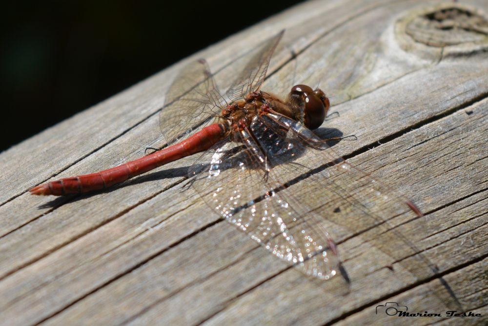 Libelle in der Sonne