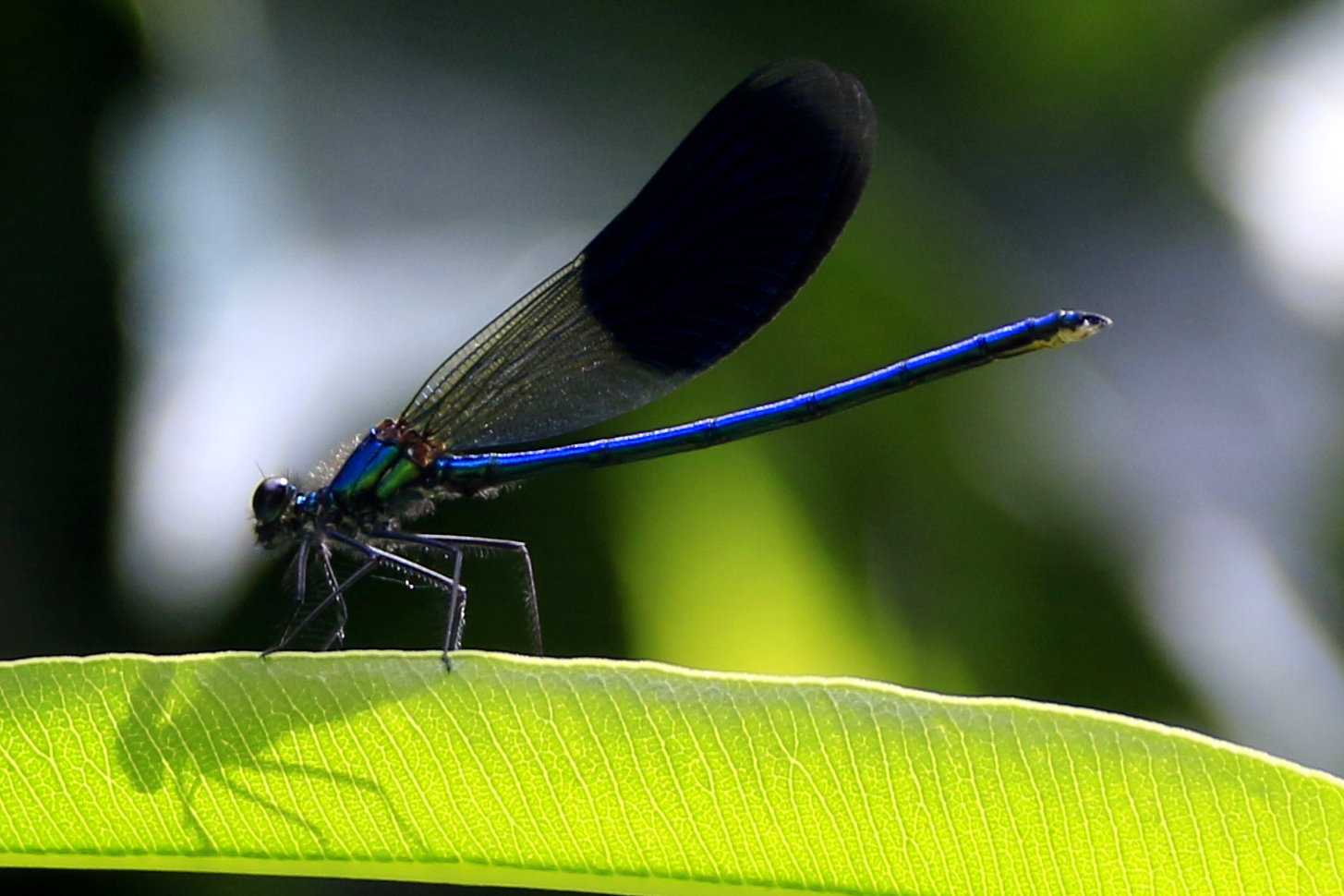 Libelle in der Sonne