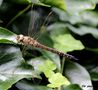 Libelle in der Sonne... -  Herbst-Mosaikjungfer (Aeshna mixta) von ev@w. 