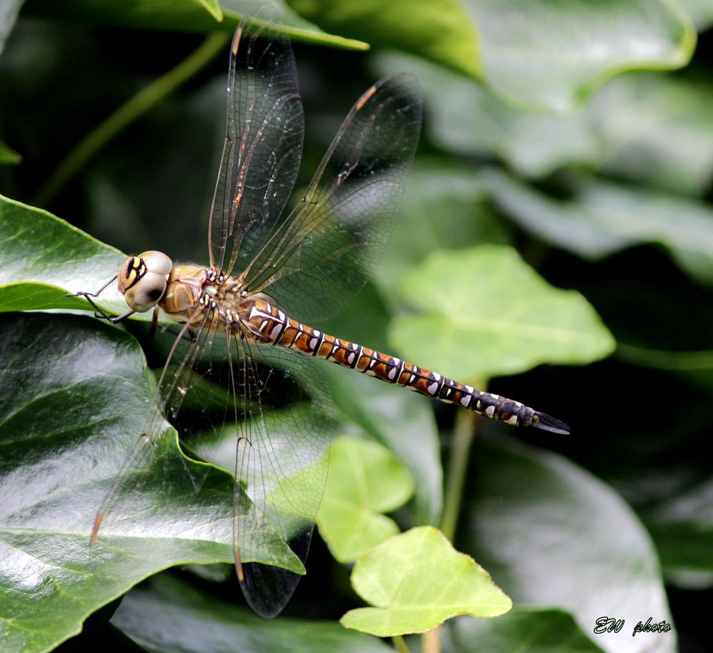 Libelle in der Sonne... -  Herbst-Mosaikjungfer (Aeshna mixta)