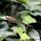 Libelle in der Sonne... -  Herbst-Mosaikjungfer (Aeshna mixta)