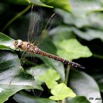 Libelle in der Sonne... -  Herbst-Mosaikjungfer (Aeshna mixta)