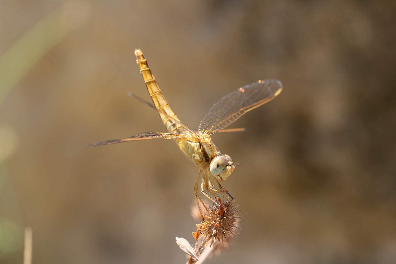 Libelle in der Toscana