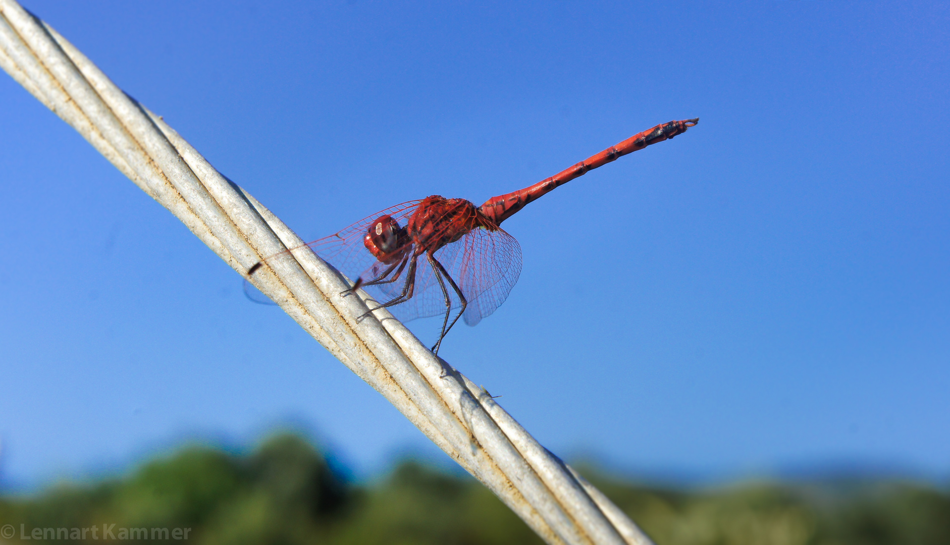 Libelle in der Türkei