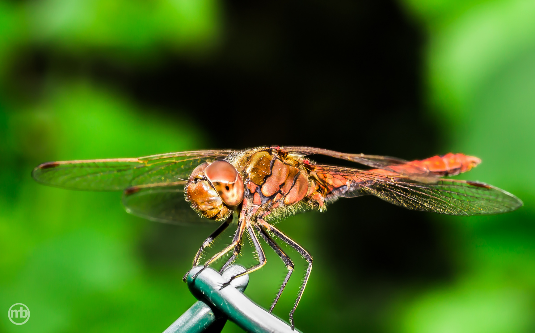 Libelle in der Waldlichtung auf dem Weinberg