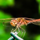 Libelle in der Waldlichtung auf dem Weinberg