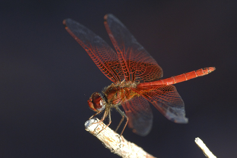 Libelle in der Wüste