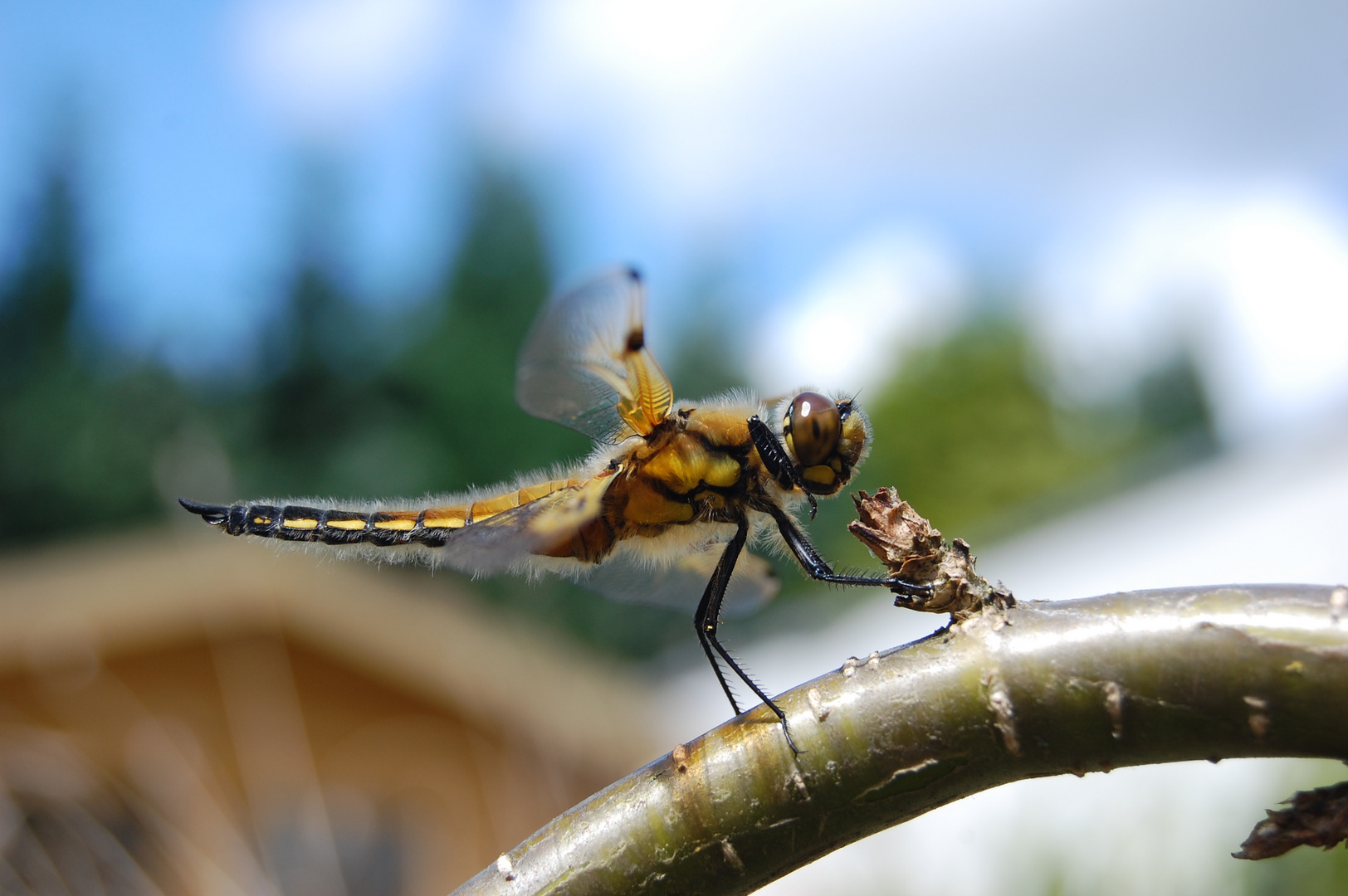 Libelle in Dortmund