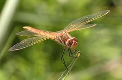 Libelle in einer Kleinstose in der Weissen Wüste