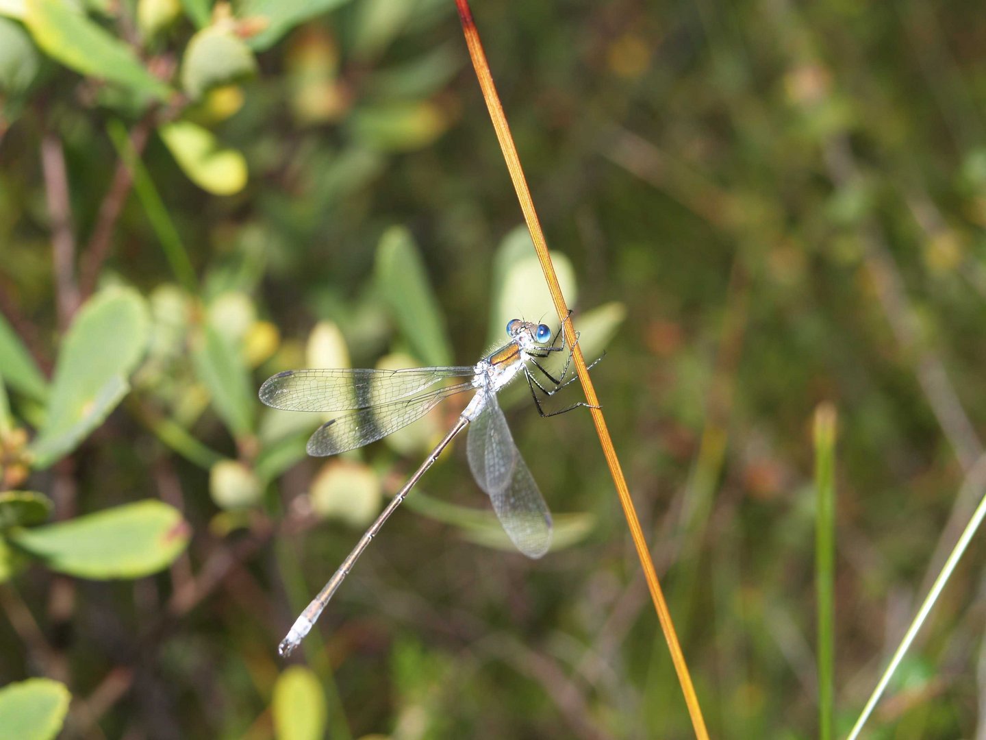 Libelle in einer schwedischen Moorlandschaft