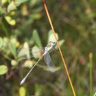 Libelle in einer schwedischen Moorlandschaft