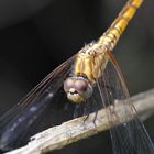 LIbelle in Entebbe