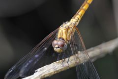 LIbelle in Entebbe