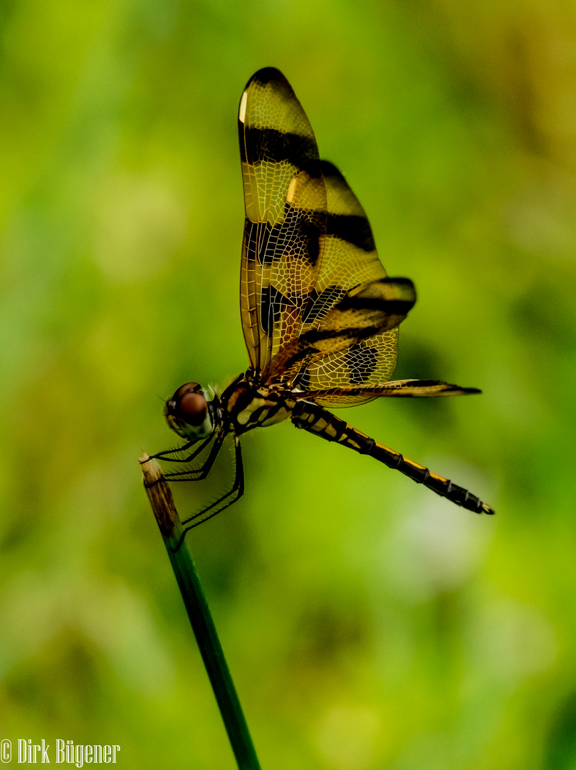 Libelle in Florida