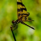 Libelle in Florida