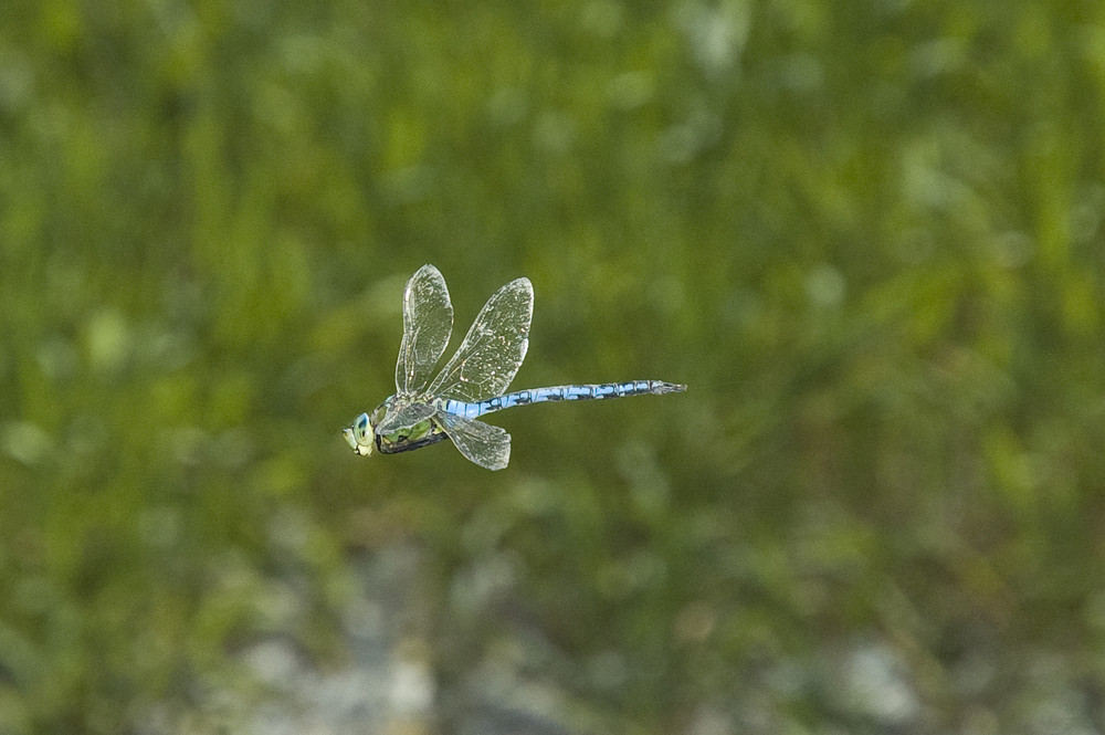 LIBELLE IN FLUG 1