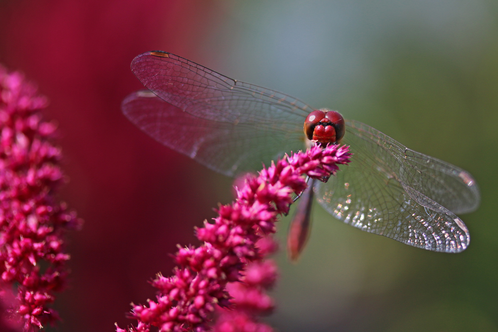 Libelle in Frontalansicht