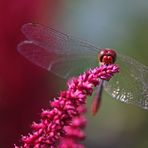 Libelle in Frontalansicht