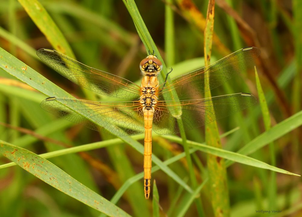 Libelle in gelb